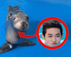 Sea Lion GIF