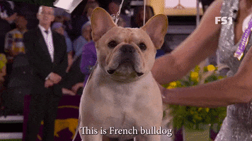 French Bulldog Winston GIF by Westminster Kennel Club