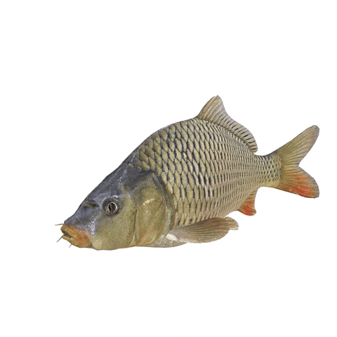 Fish GIF