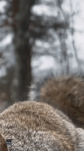 Squirrel Nuts GIF by Storyful