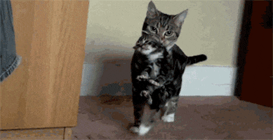 Cat Carrying GIF