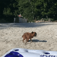 Excited Brussels Griffon GIF