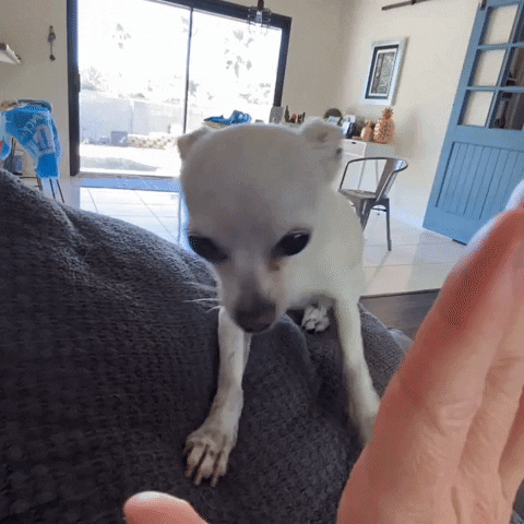 Little White Dog Co GIF