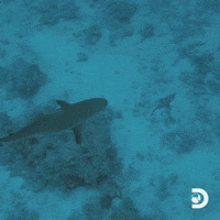 Will Smith GIF by Shark Week