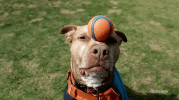 Dog Ball GIF by Outside TV