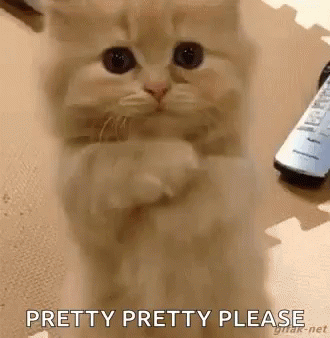 Cat Please GIF by swerk - Find & Share on GIPHY