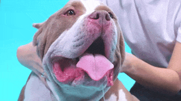 Dog Mood GIF by Super Deluxe