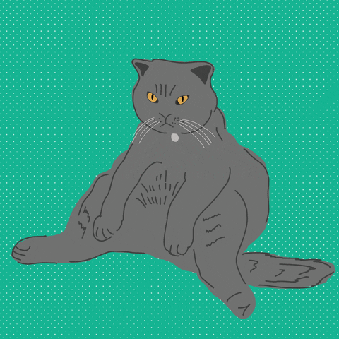 Gato GIF