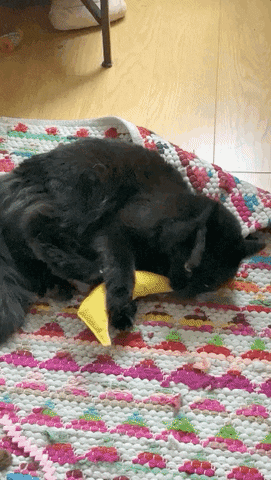 Cat Surprise GIF by Chris