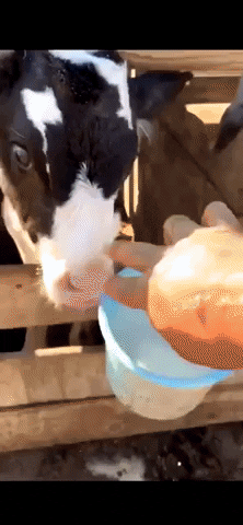 Hungry Mood GIF by JustViral