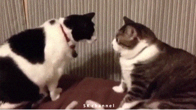 Giphy - Cat Attack GIF