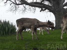 Funny Animals Shaking GIF by Wondeerful farm