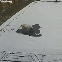 Dog Decides to Take a Load off on Pool Cover