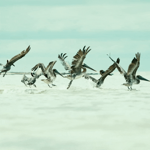 Fly Pelican GIF by Early Riser Coffee