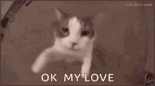 Video gif. Cat reaches up with both paws and kisses the screen. Text reads, "Ok my love."
