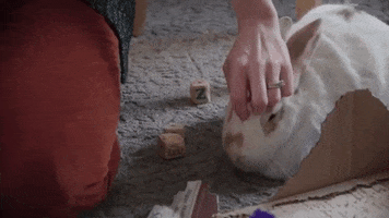Bunny Love GIF by Mercy For Animals