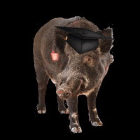 Graduation Hogs GIF by Arkansas Alumni Association