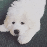 Adorable puppy GIFs - Find & Share on GIPHY