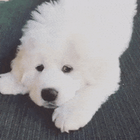 Cute-puppies GIFs - Get the best GIF on GIPHY