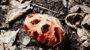 Environment Mushroom GIF by PBS Digital Studios