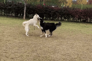 Dawg GIF