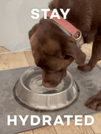 Dog Drinking GIF by klar Werbeagentur GmbH