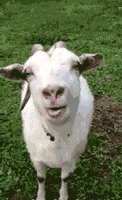 goat ladies GIF