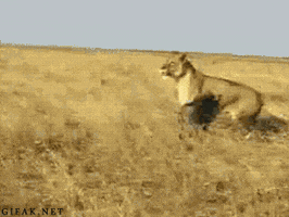 Lion Stop Bothering Me GIF