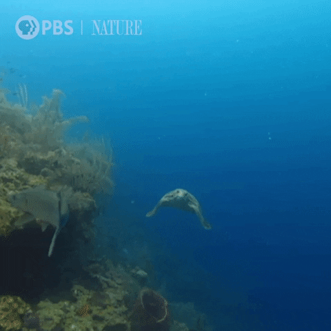 Sea Life Swimming GIF by Nature on PBS