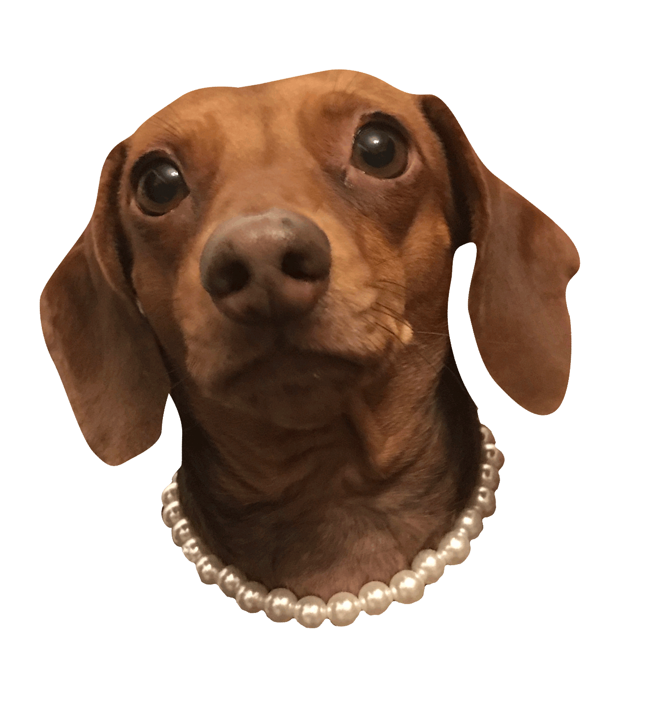Transparent Background Angry Doge Png