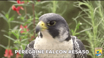 Hungry Bird GIF by U.S. Fish and Wildlife Service