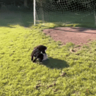 Lets Go Football GIF