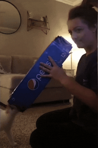 cat attack GIF