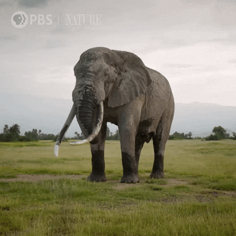 Explore Pbs Nature GIF by Nature on PBS