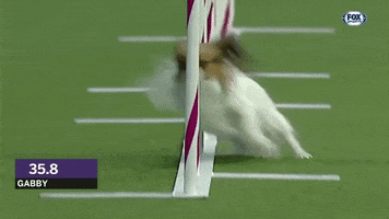 Papillion GIF by Westminster Kennel Club