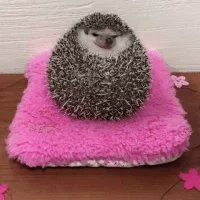 happy adorable eyebleach hedgehog grumpy GIF