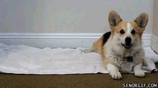 https://media3.giphy.com/media/QQlLM0ZAv7t4s/source.gif