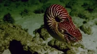 swim nautilus GIF