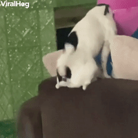 Excited Doggy Turns Tail Into Helicopter