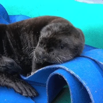 Sea Otter Hello GIF by Oregon Zoo