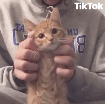 GIF by TikTok - Find & Share on GIPHY