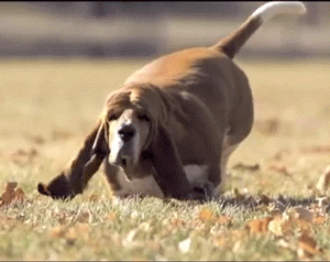  dog running fat slow motion GIF