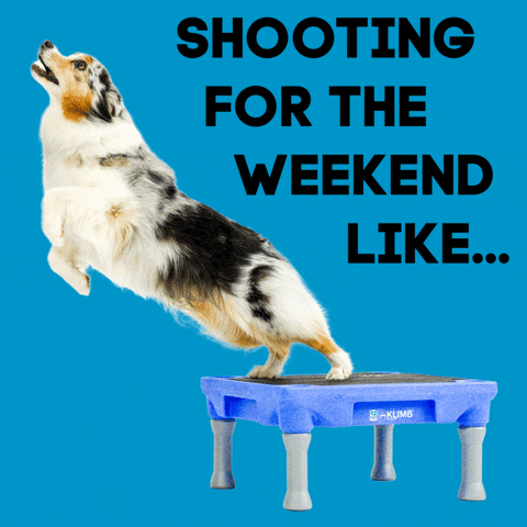 Dog Trainer Weekend GIF by Blue9PetProducts