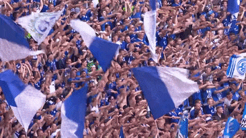 Football Celebration GIF by FC Schalke 04