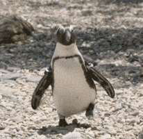 Coming Here I Come GIF by San Diego Zoo