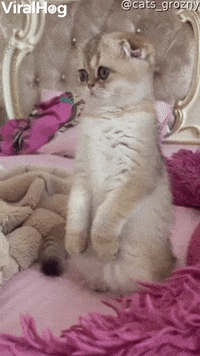 Hungry Cat GIF by LorenzoTheGawd - Find & Share on GIPHY