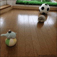 Grace Hedgehog animated GIF