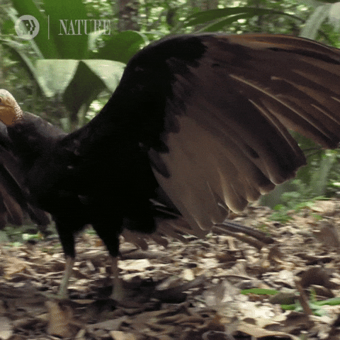 Buzzards Circling Amazon GIF by Nature on PBS
