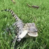 200w.gif