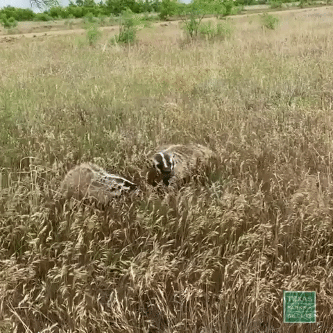 TexasParksAndWildlife mom life badger what just happened time to go GIF